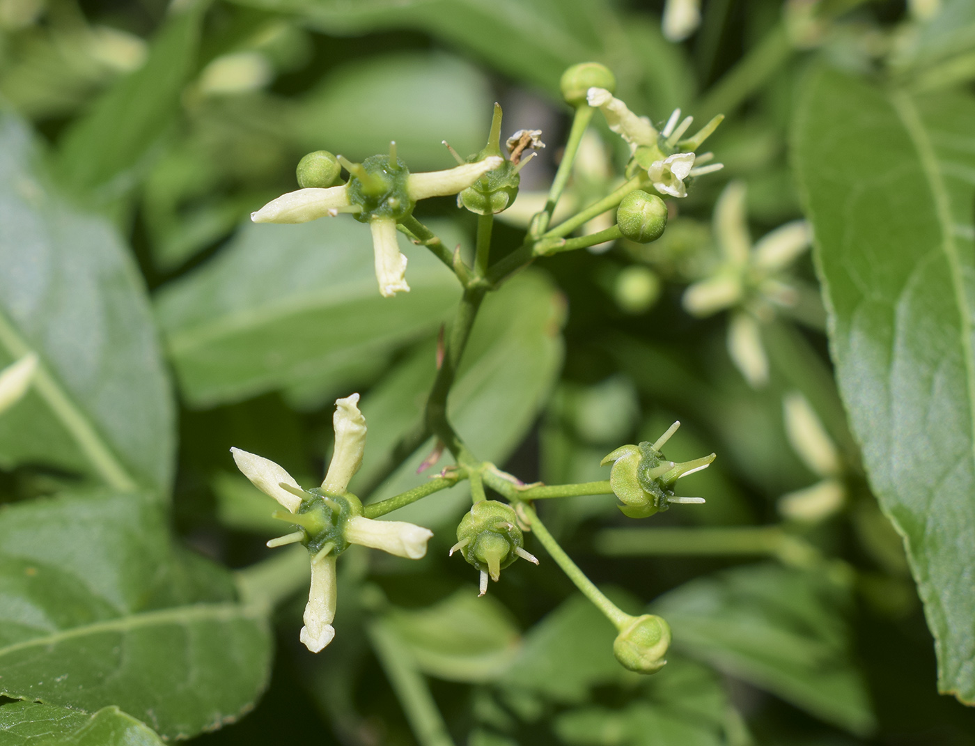 Image of Euonymus europaeus specimen.