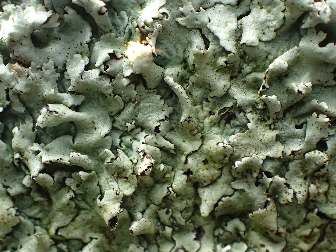 Image of Xanthoparmelia stenophylla specimen.