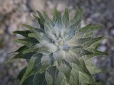Verbascum gnaphalodes. Верхушка развивающегося генеративного побега. Абхазия, Гудаутский р-н, Мюссерский лесной массив, галечно-песчаный склон, побережье. 15.04.2024.