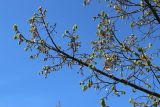 род Tilia