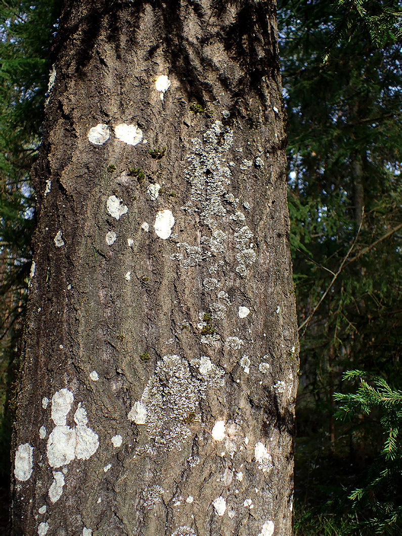 Image of familia Physciaceae specimen.