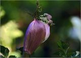 Angelica sylvestris
