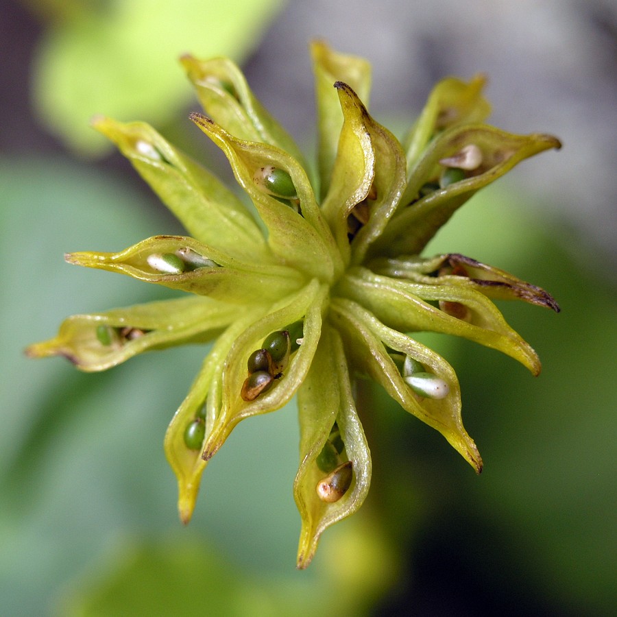 Image of Caltha palustris specimen.