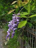 Wisteria sinensis