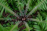 Matteuccia struthiopteris