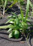 Senecio pseudoarnica