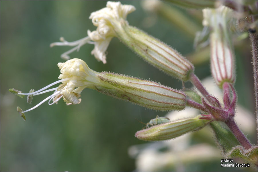 Image of Silene viscosa specimen.