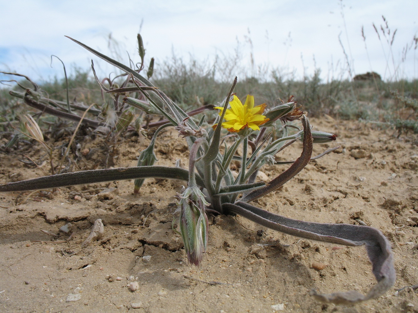 Image of Scorzonera tuberosa specimen.