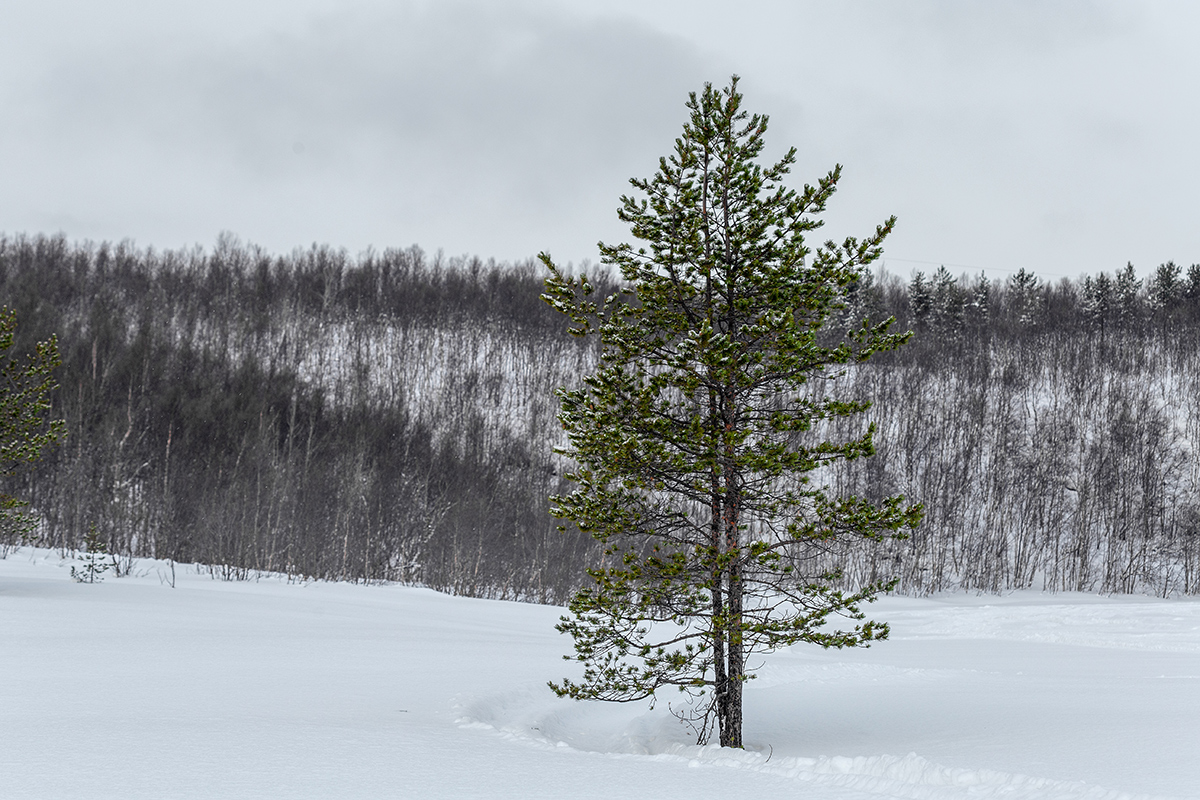 Изображение особи Pinus friesiana.