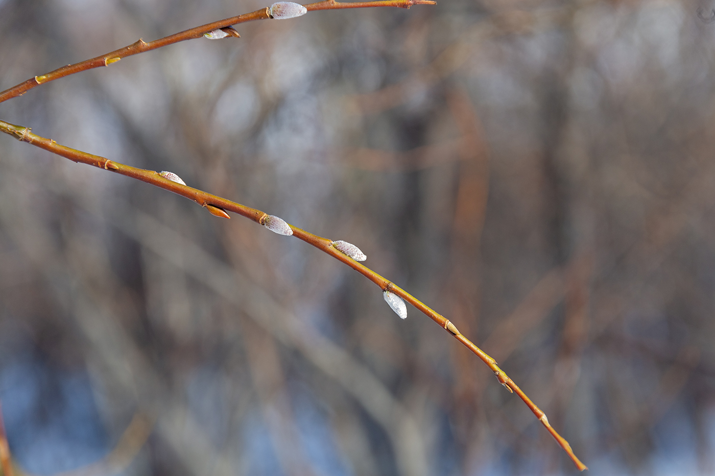 Image of Salix phylicifolia specimen.