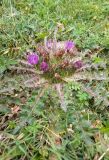 Cirsium esculentum