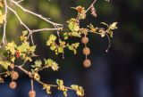 Platanus &times; acerifolia