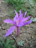 Colchicum arenarium