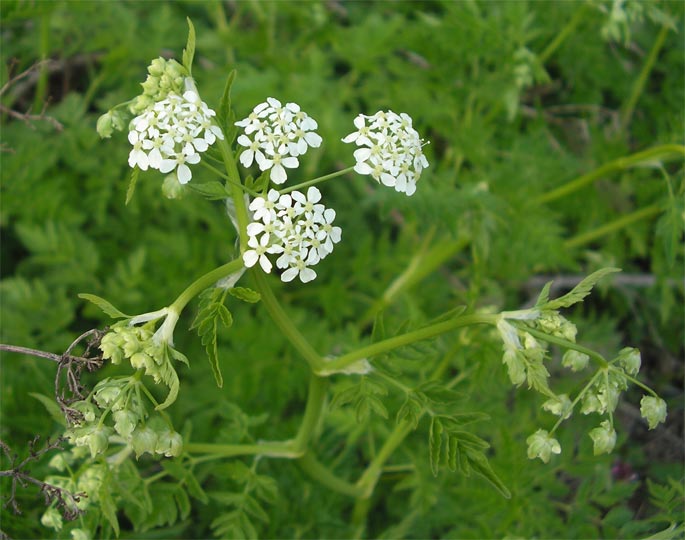 Image of Anthriscus sylvestris specimen.