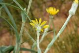 род Tragopogon