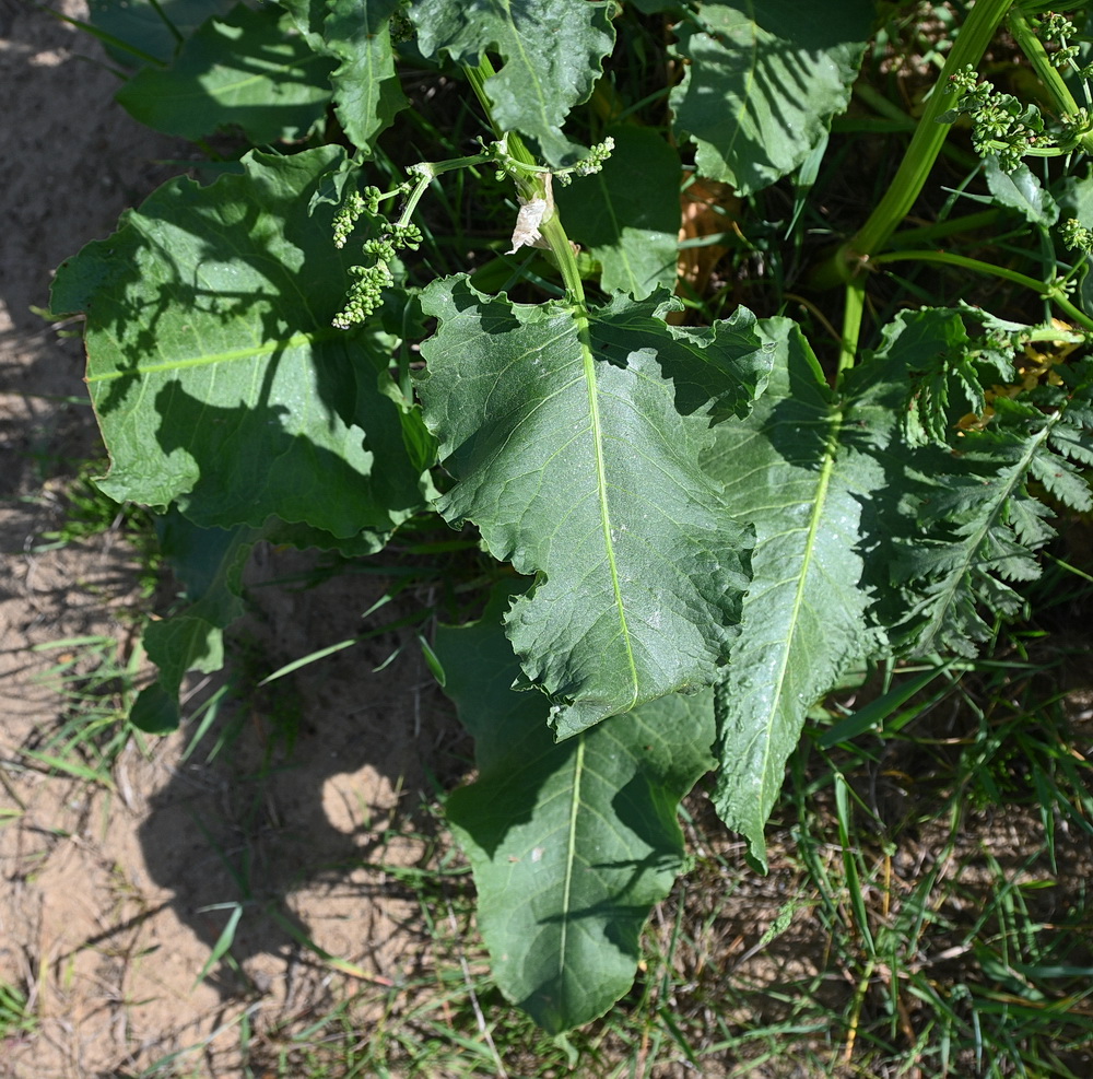 Изображение особи род Rumex.