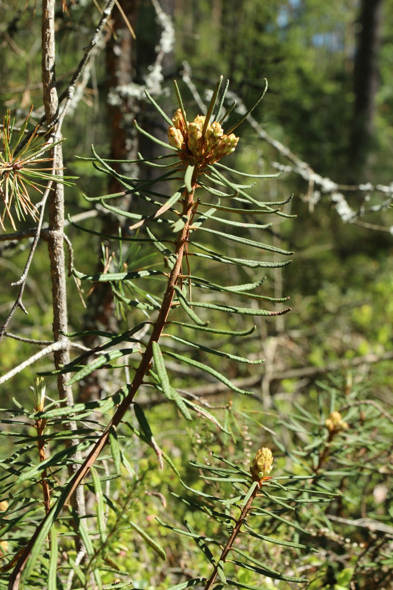 Image of Ledum palustre specimen.