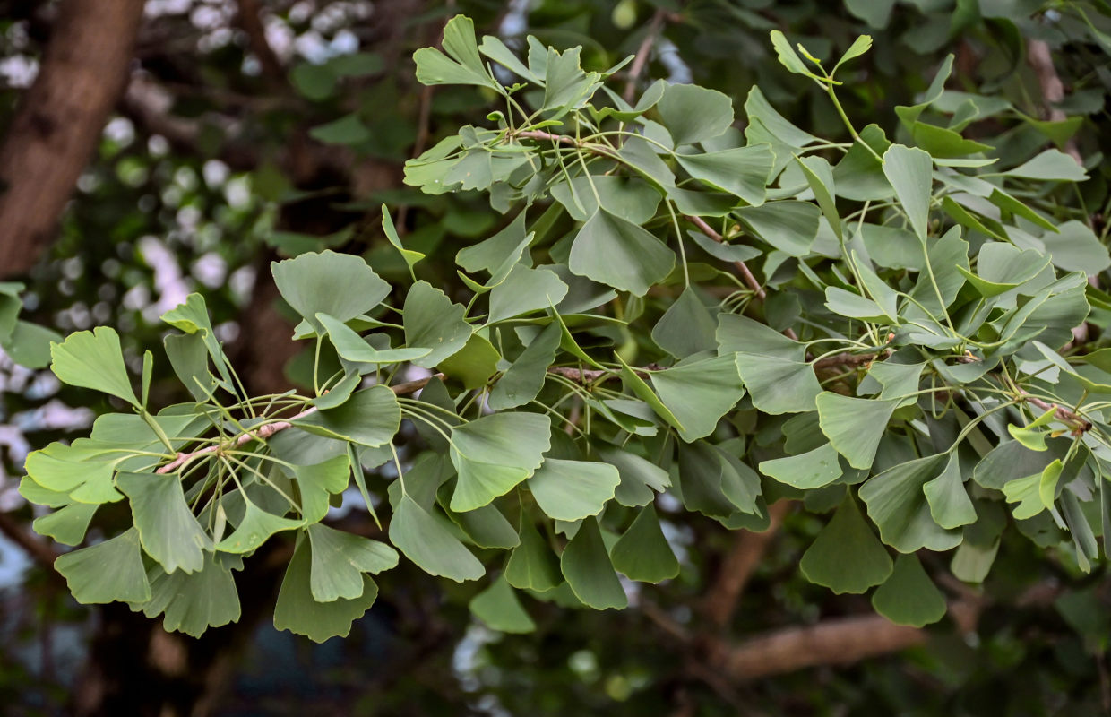 Изображение особи Ginkgo biloba.
