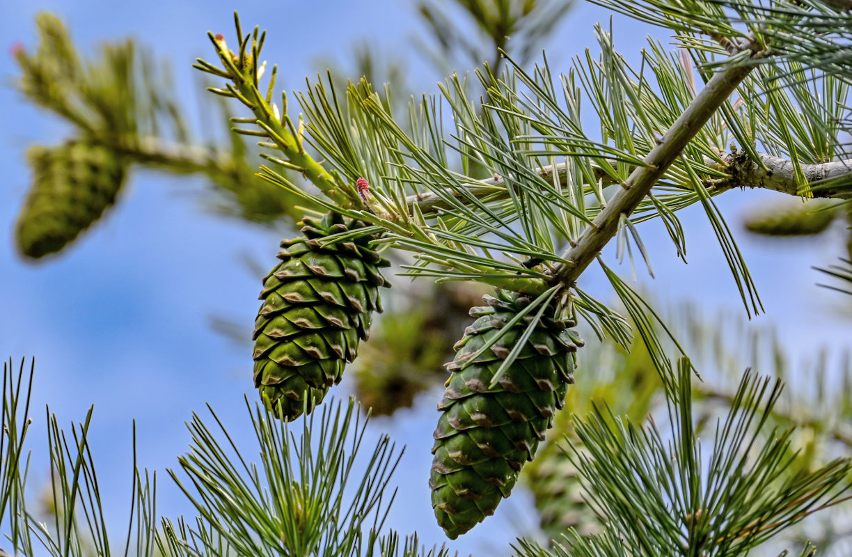 Image of Pinus armandii specimen.