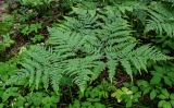 Pteridium pinetorum