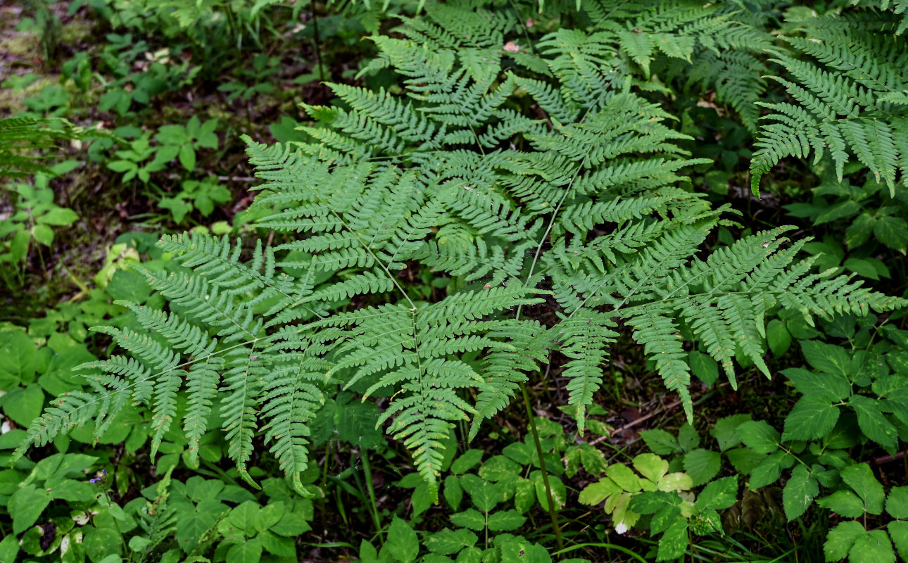 Image of Pteridium pinetorum specimen.