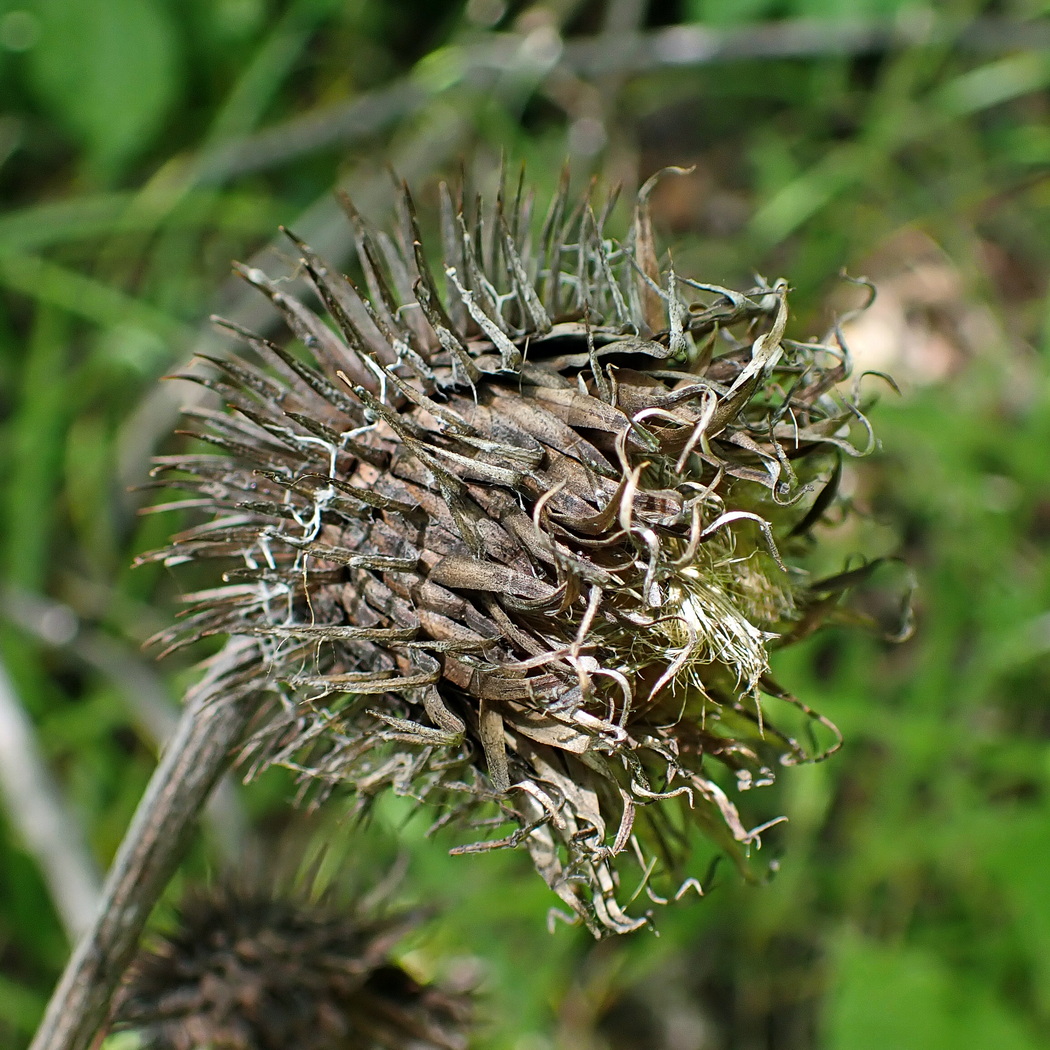 Image of Synurus deltoides specimen.