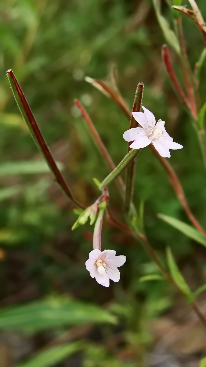 Image of Epilobium palustre specimen.