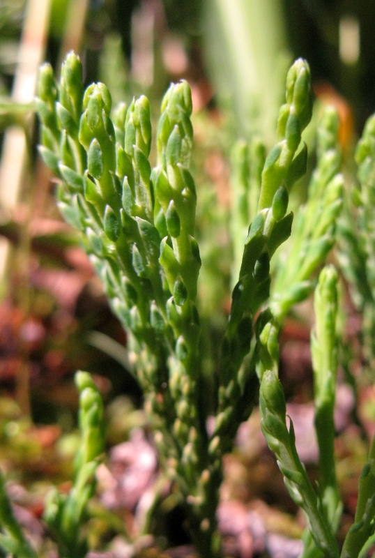 Image of Diphasiastrum alpinum specimen.