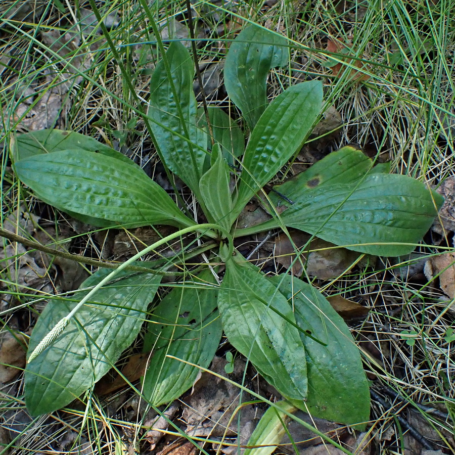 Изображение особи род Plantago.