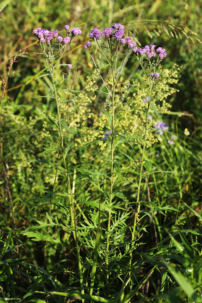 Изображение особи Saussurea pulchella.