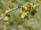Populus tremula. Часть веточки с молодой листвой. Турция, ил Битлис, кальдера Немрут, сырт Ташбурун. 22 мая 2025 г.
