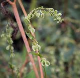 Fallopia dumetorum. Соплодие. Татарстан, Агрызский р-н, с. Красный Бор, разнотравный пойменный луг. 09.08.2025.