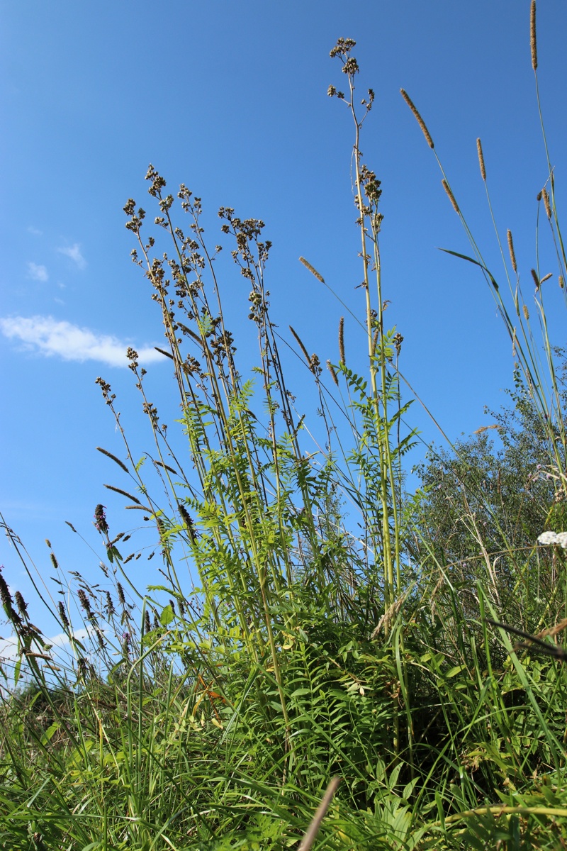 Image of Polemonium caeruleum specimen.