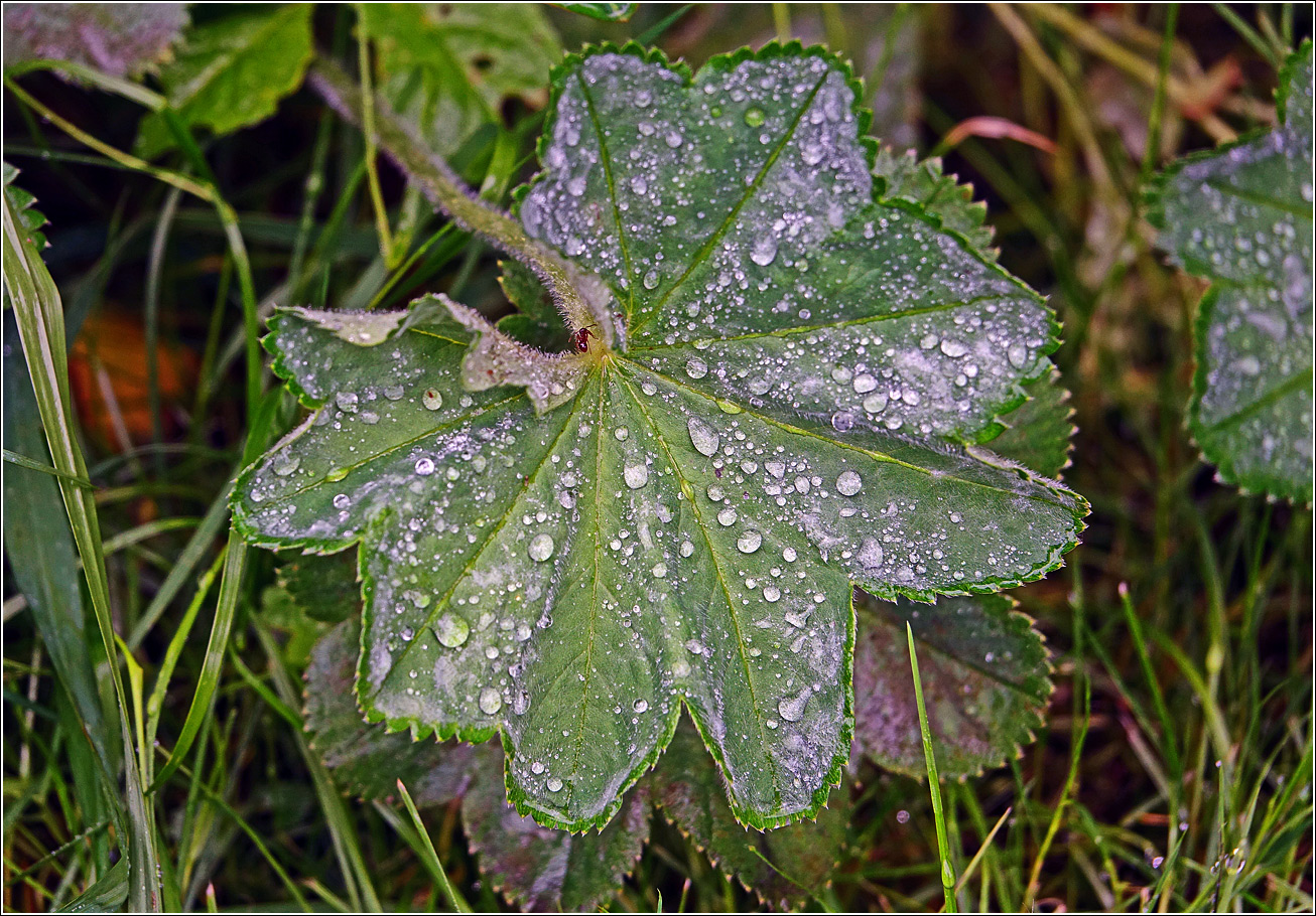Image of Alchemilla xanthochlora specimen.