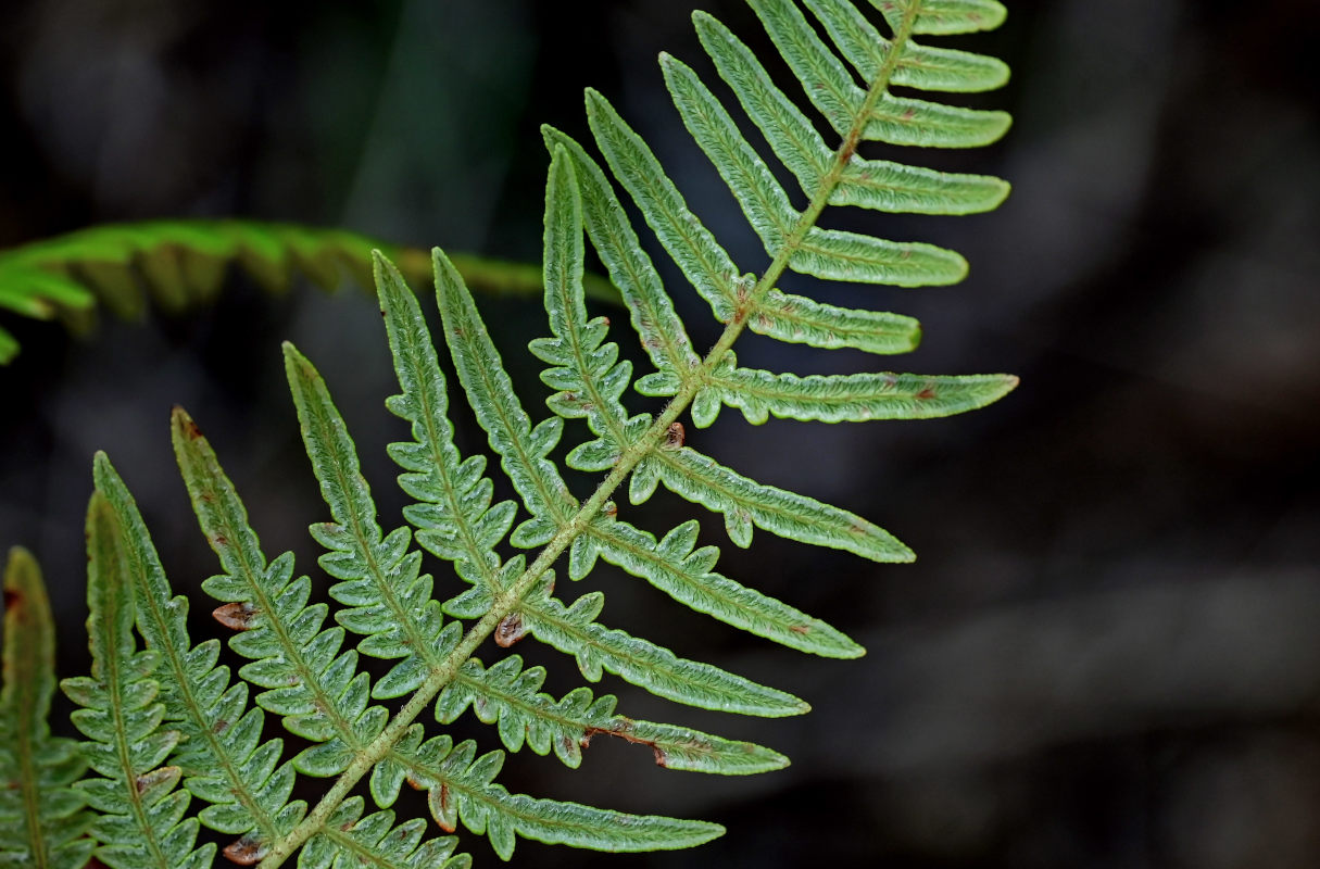 Изображение особи Pteridium aquilinum.