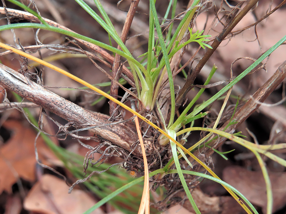 Image of genus Artemisia specimen.