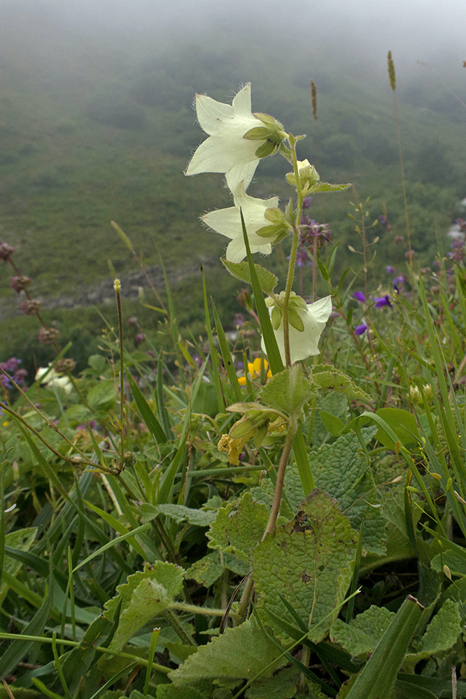 Image of Campanula dolomitica specimen.