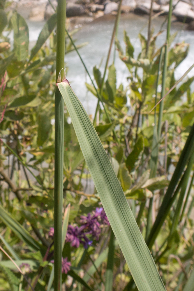 Изображение особи Calamagrostis balkharica.