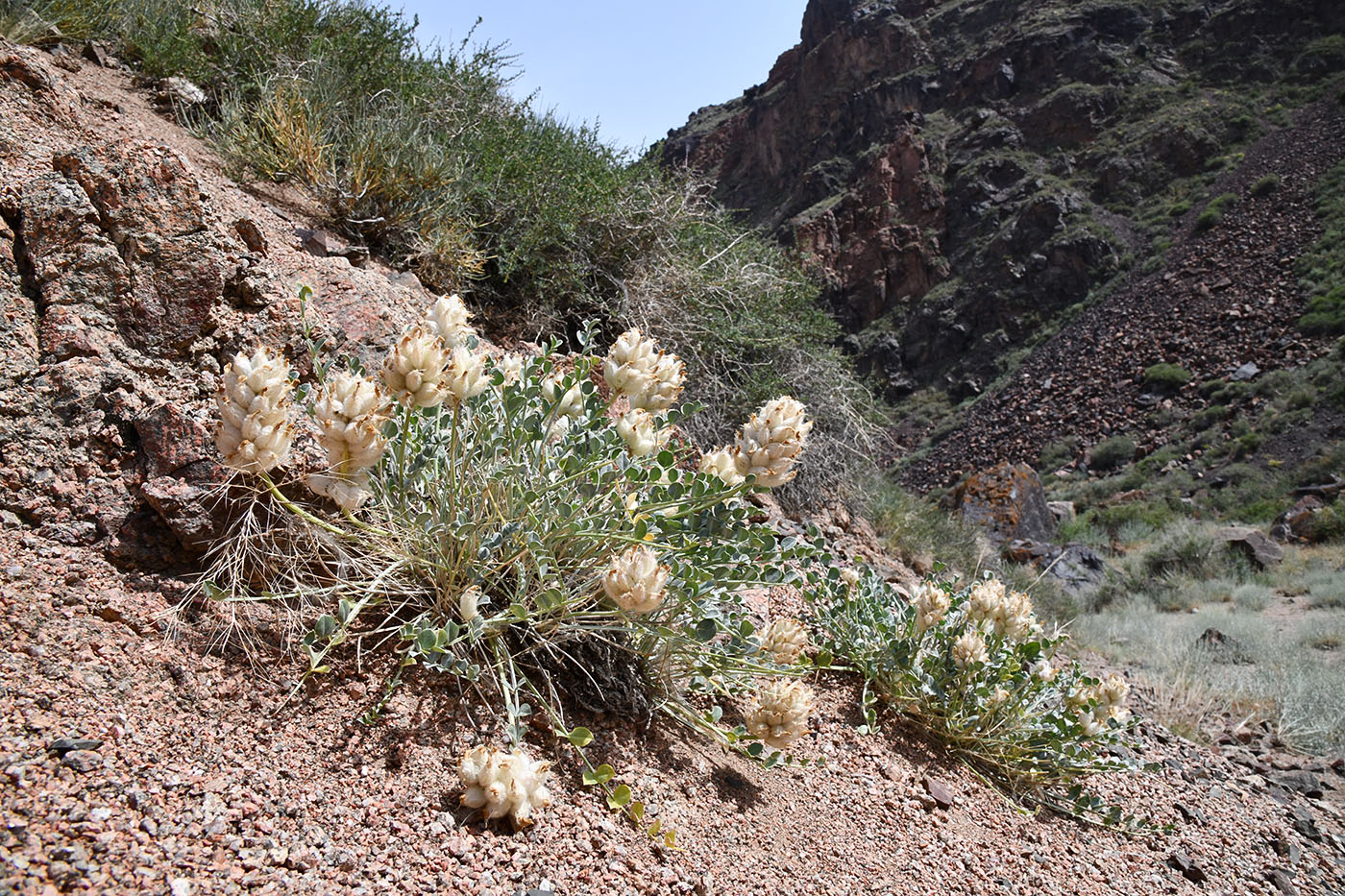 Image of Astragalus ellipsoideus specimen.