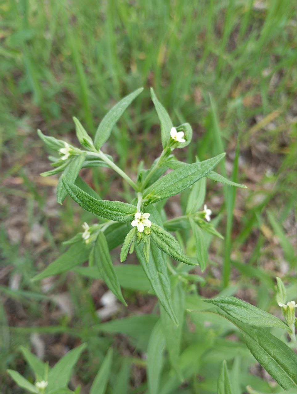 Изображение особи Buglossoides arvensis.