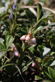 Arctostaphylos uva-ursi. Цветущие побеги. Ленинградская обл., Гатчинский р-н, окр. пос. Пудость, разреженный травяной ельник на месте старого травертинового карьера, зарастающая деревьями поляна. 21.05.2025.