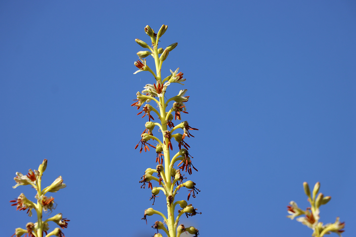 Изображение особи Eremurus fuscus.