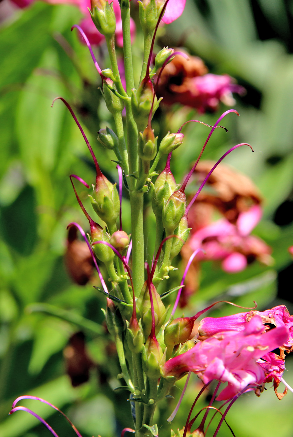 Изображение особи Penstemon barbatus.