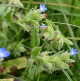 Изображение особи. Автор - Григорий Токарев