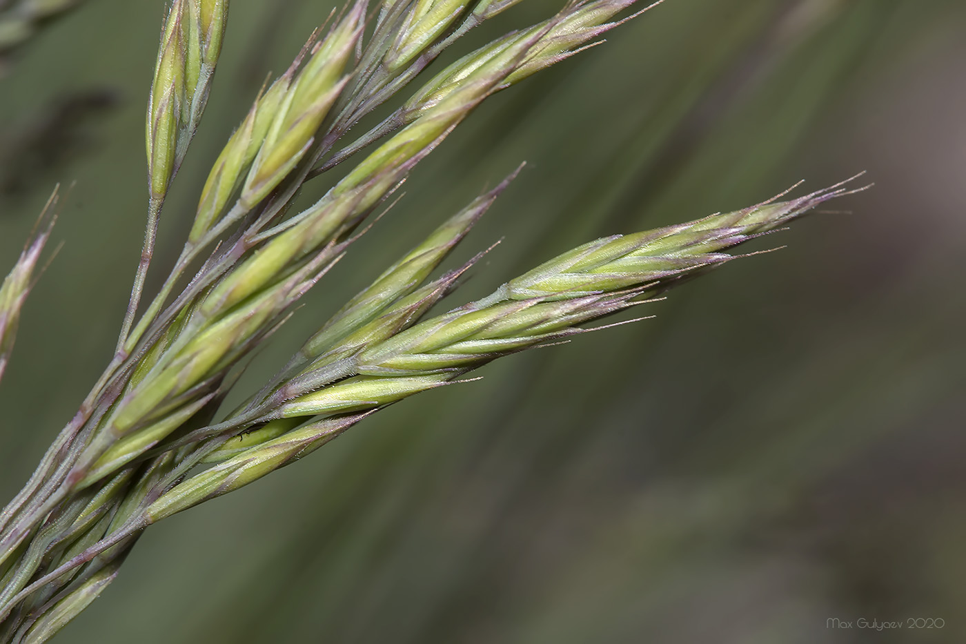 Изображение особи род Festuca.