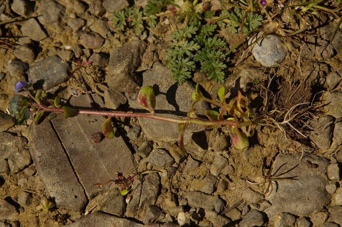 Image of Veronica acinifolia specimen.