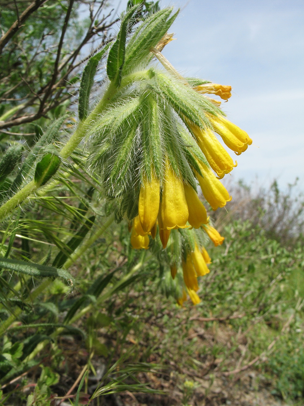 Изображение особи Onosma irritans.