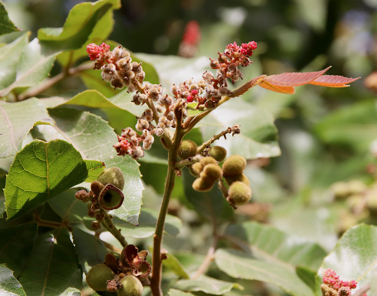 Image of Alectryon tomentosum specimen.