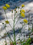 Crepis tectorum. Верхушка побега с соцветиями. Калининградская обл., Зеленоградский р-н, окр. пос. Куликово, окраина песчаного пляжа. 01.07.2025.