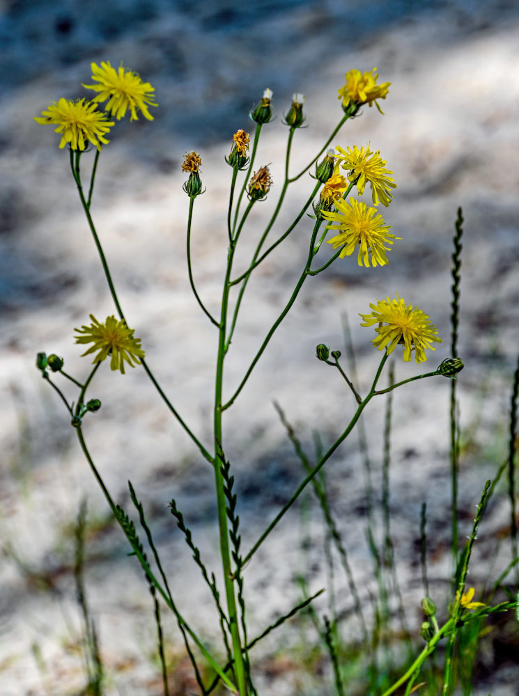 Изображение особи Crepis tectorum.